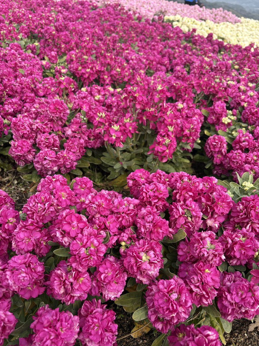 basedow_201807's tweet photo. この間淡路島行ってきました🌸
お花が綺麗！✨
枝垂れ梅、ストック、菜の花が満開で良い時期に行けました✨
淡路海峡大橋も綺麗に見えたー😍 https://t.co/vFmIt6Ry8F