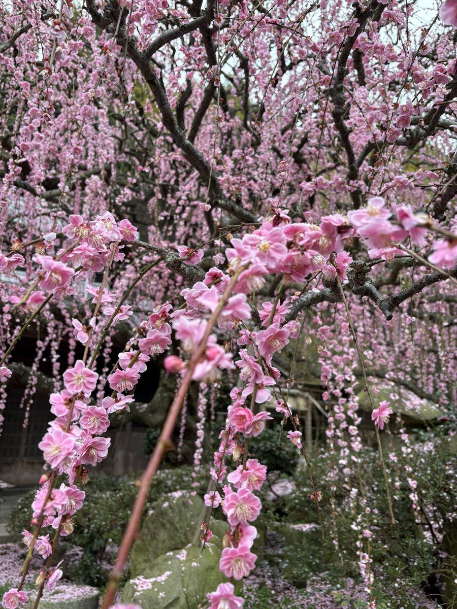 basedow_201807's tweet photo. この間淡路島行ってきました🌸
お花が綺麗！✨
枝垂れ梅、ストック、菜の花が満開で良い時期に行けました✨
淡路海峡大橋も綺麗に見えたー😍 https://t.co/vFmIt6Ry8F