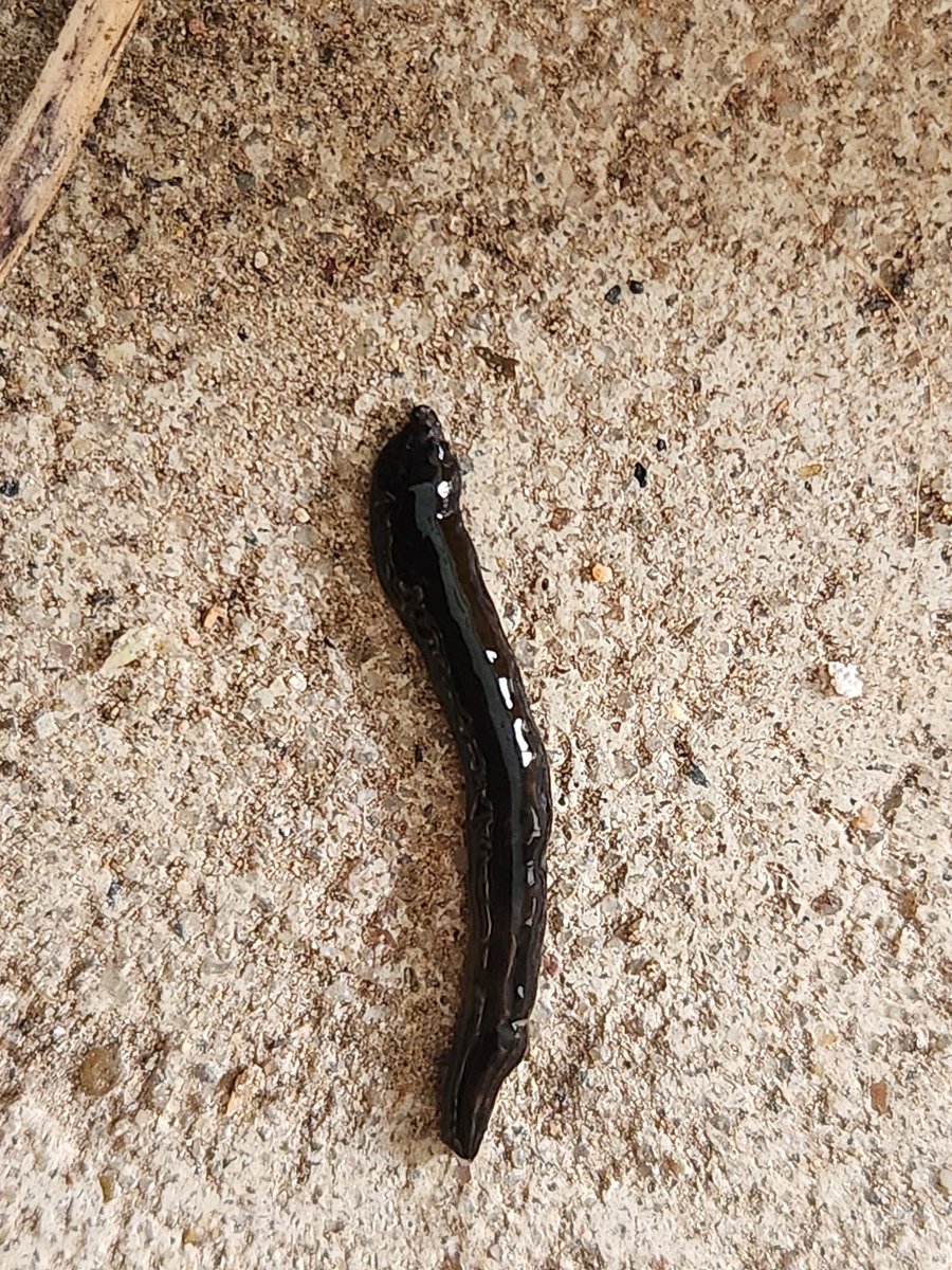 swampyhag's tweet image. Does anybody recognize this flatworm?? Found it and a hammerhead worm fuckin with each other #flatworm  #swla (southwest louisiana) idk what else to tag itwith