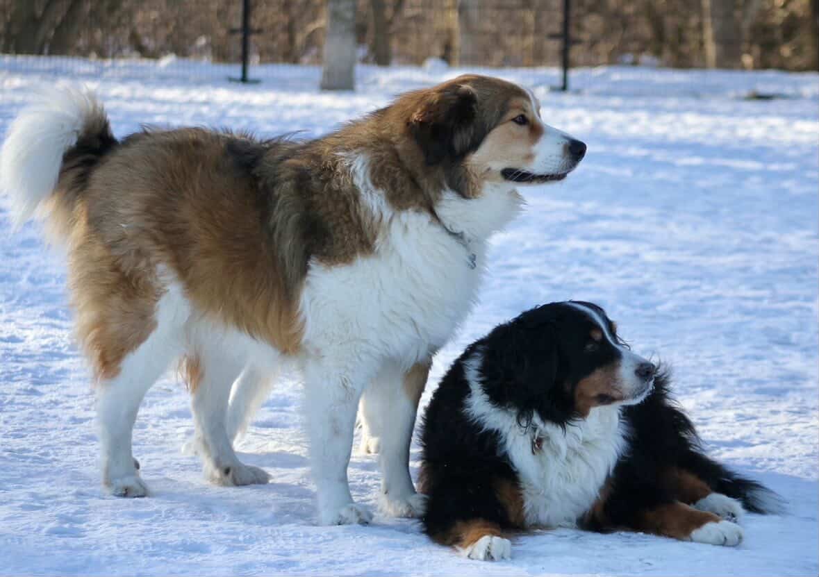 My dogs help me forget all the stuff I read on this platform.