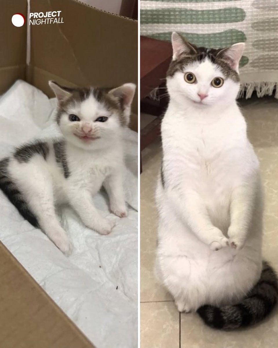 𝕭𝖞 𝖙𝖍𝖊 𝖜𝖎𝖑𝖑 𝖔𝖋 𝕲𝖔𝖉 ​† tweet media