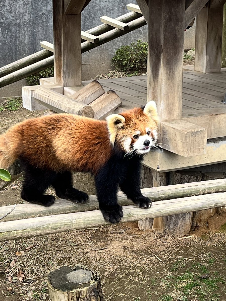 「西山公園行ってレッサーパンダ見てきました 流石に可愛すぎた」|悠理なゆたのイラスト