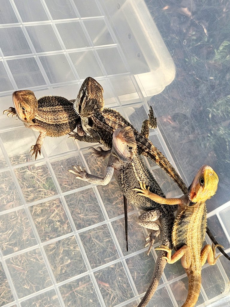 MYCふぁーむ(嫁) tweet media