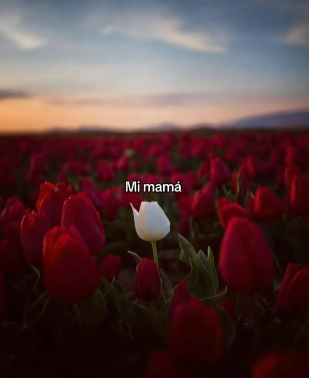 Jeferson Nasa tweet media