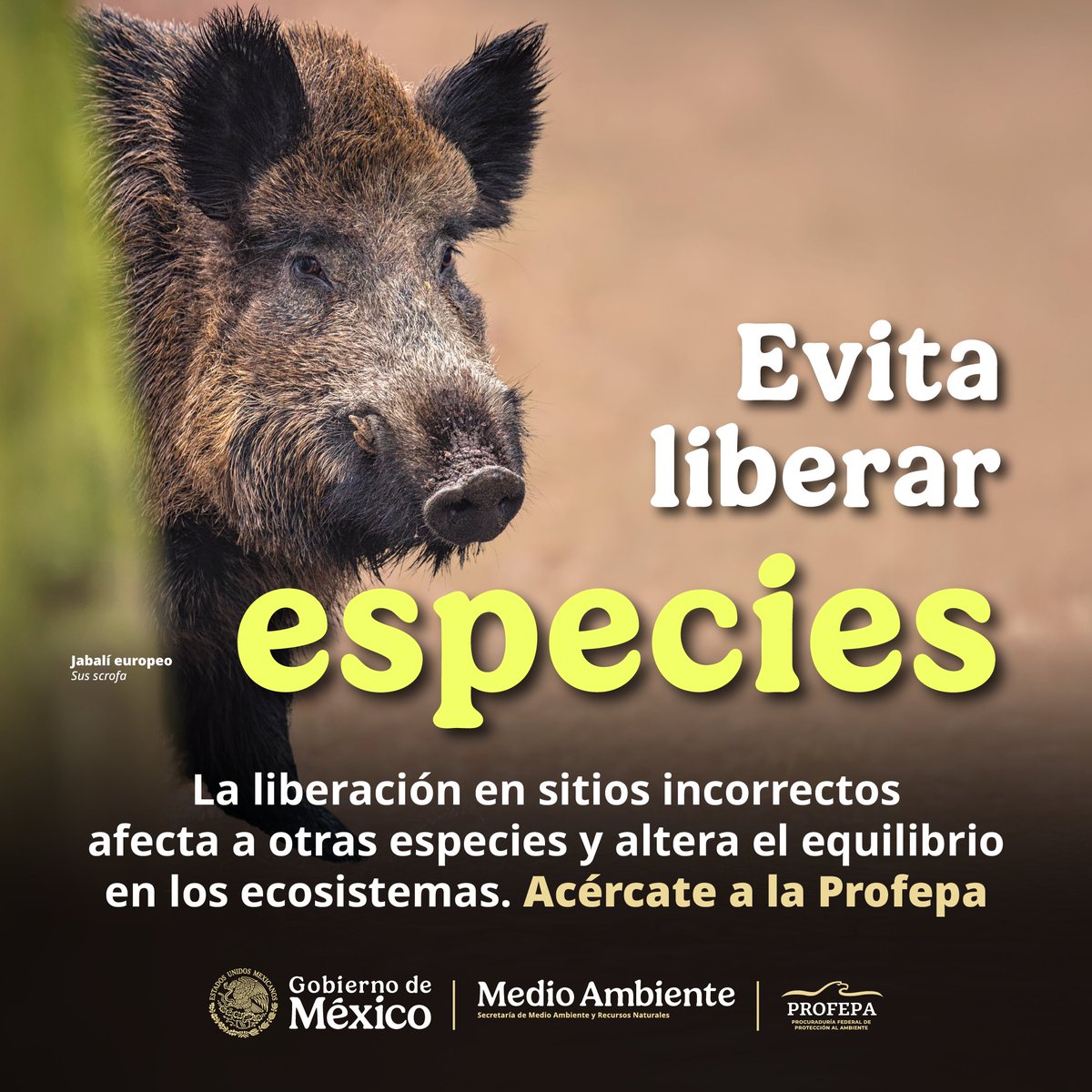 PROFEPA_Mx's tweet photo. 🔎 Soltar animales silvestres en áreas naturales puede parecer una solución inmediata, pero si no son originarios del lugar y se establecen, alterarán todo un ecosistema.

No intervengas en la naturaleza sin conocimiento. Busca orientación con la oficina de Profepa en tu entidad: https://t.co/XYxhQJWS4b