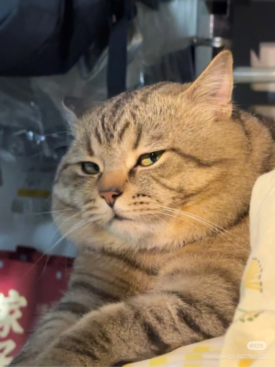 CuteCatsMagic's tweet photo. https://t.co/UCTMOrlDok