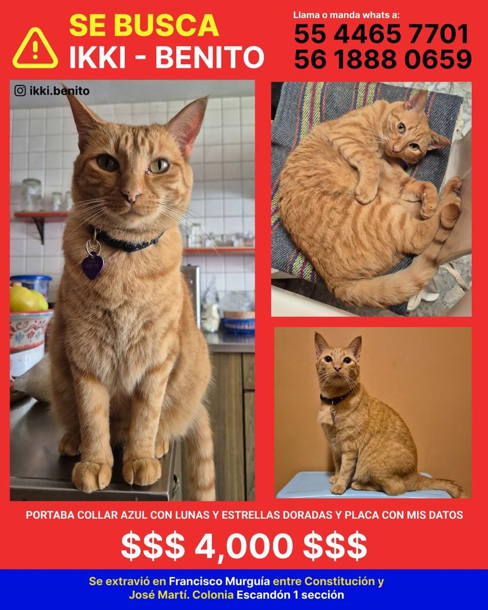 Alan470's tweet photo. @arca_satoshi Hola, me ayudan a compartir? Mi gato lleva perdido un par d semanas y llevo buscándolo desde entonces https://t.co/Nb9lm5weMk