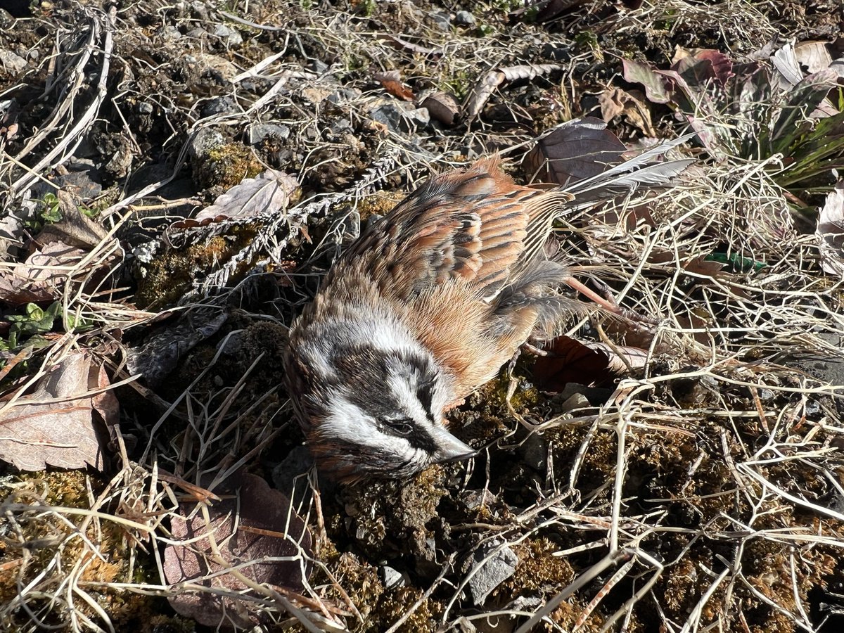 けみこ tweet media