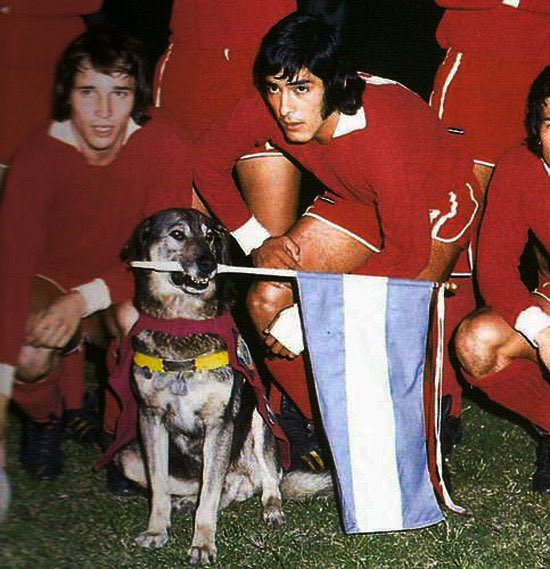 Lugonzalezdiezz's tweet photo. Mascotas con más Copas Libertadores que Racing:

Boneco, me da paja seguir. https://t.co/9epISX5z9E