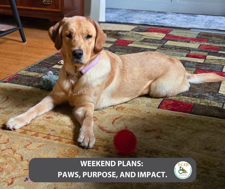 ECAD Service Dogs tweet media
