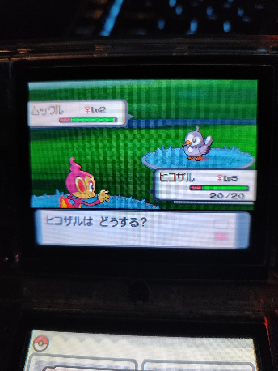 Shasseur Croutelle tweet media