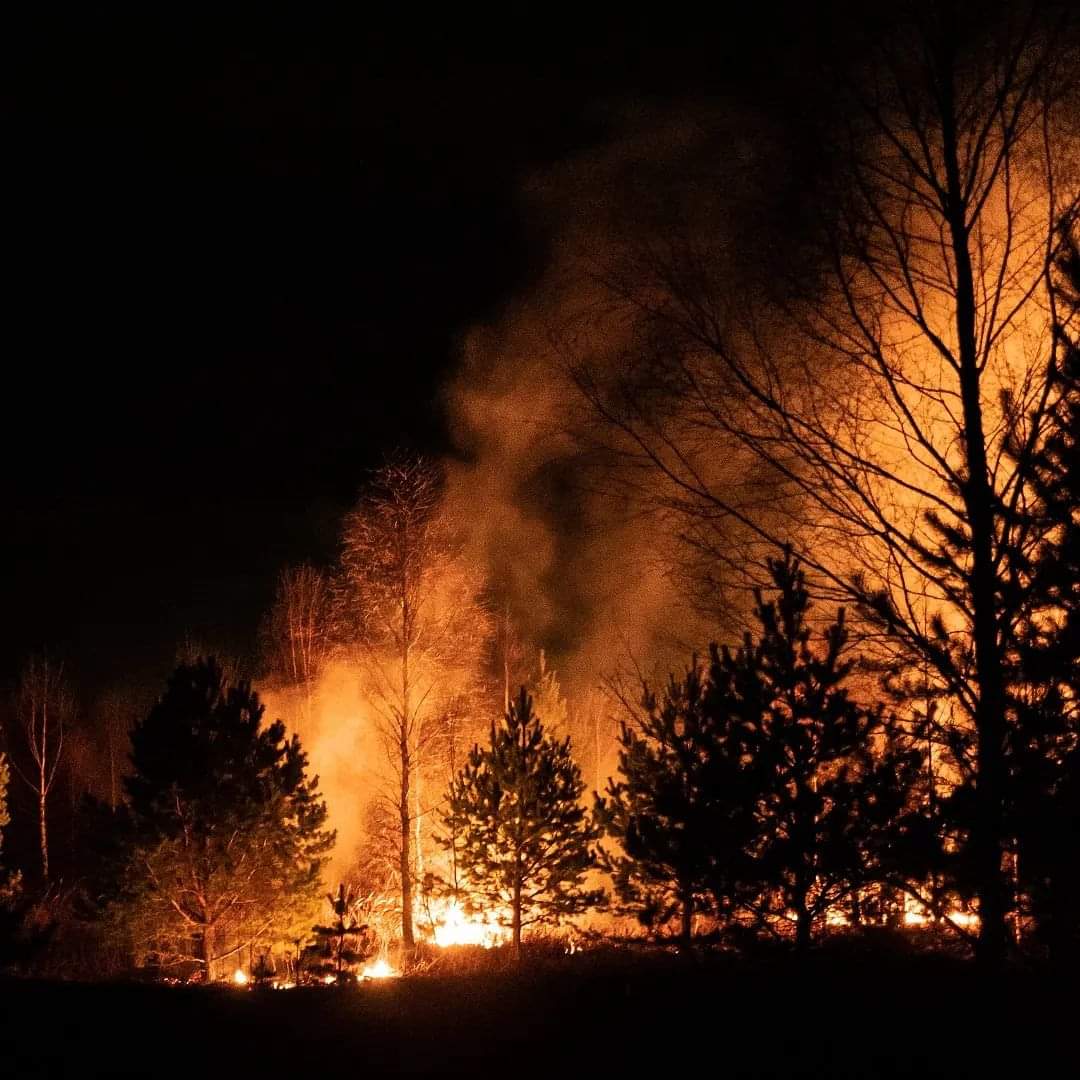 Los Árboles Mágicos ®️, (by Oscar Gaitan) tweet media