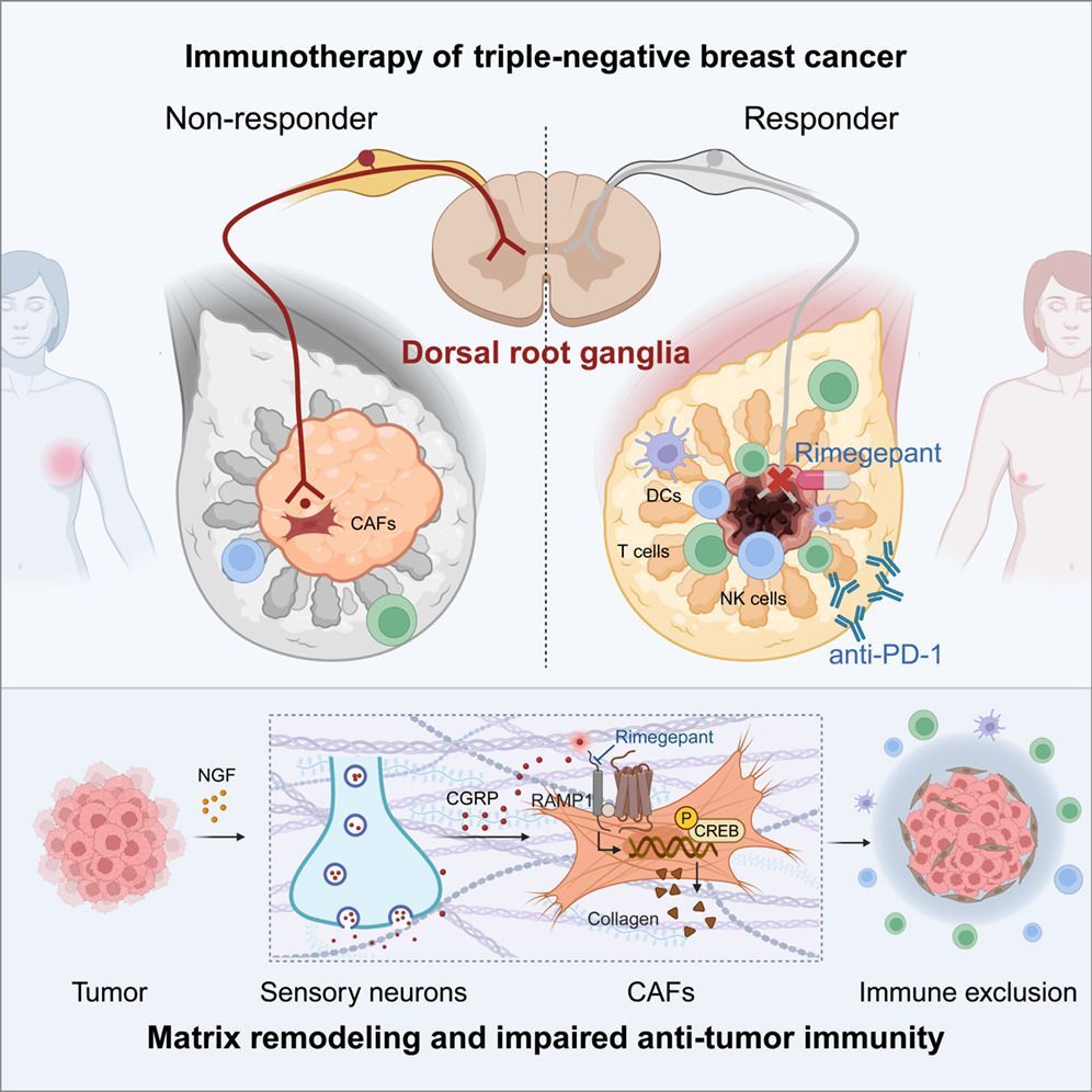 Prof. Kevin J. Tracey, MD tweet media