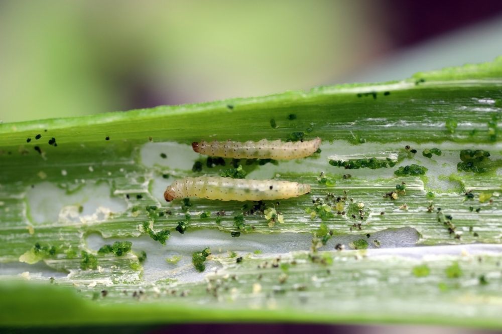 veg_plotter's tweet image. Check your leeks for pesky leek moth caterpillars! 🐛 These small critters love to munch on leaves, causing damage. Look for tiny holes &amp;amp; silk threads, especially near the base. Remove any caterpillars by hand! 🌱 #Gardening #Leeks #PestControl

Find our planting guides at