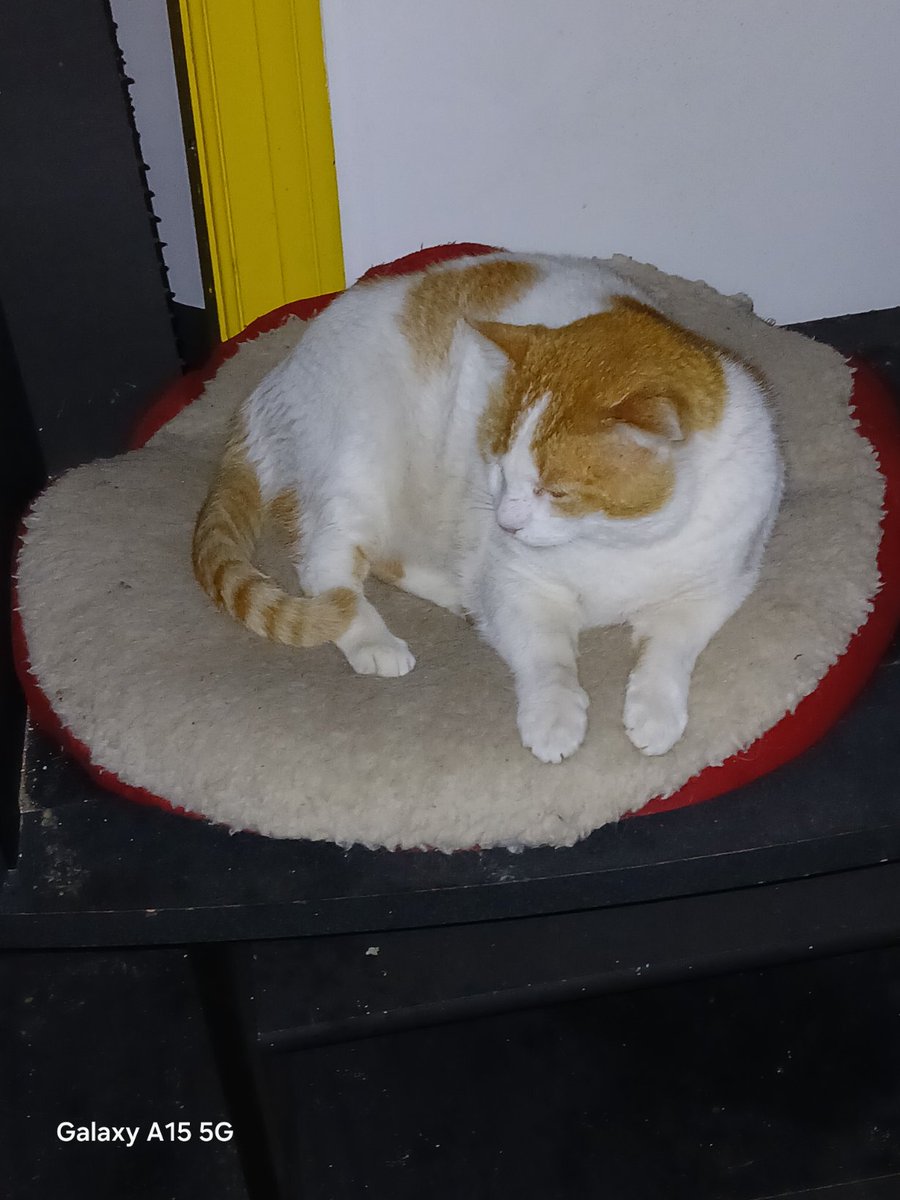 POOetryman's tweet photo. Groomed my big boys today. Pic 1, left, is what I got from Bugs (pic 2). The other pile came from his brother, Simba. 😐
#CatsOf https://t.co/efuB3g0AYF