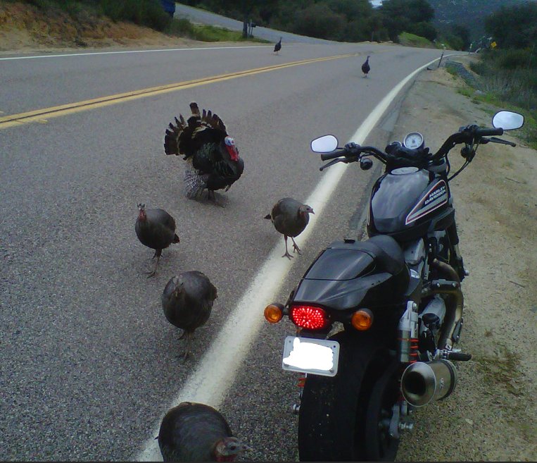 hdgeno's tweet photo. @XJ_Country I had a similar encounter on a ride around the back country. I'm going back before Thanksgiving. :) https://t.co/Jw1u3KNUoG