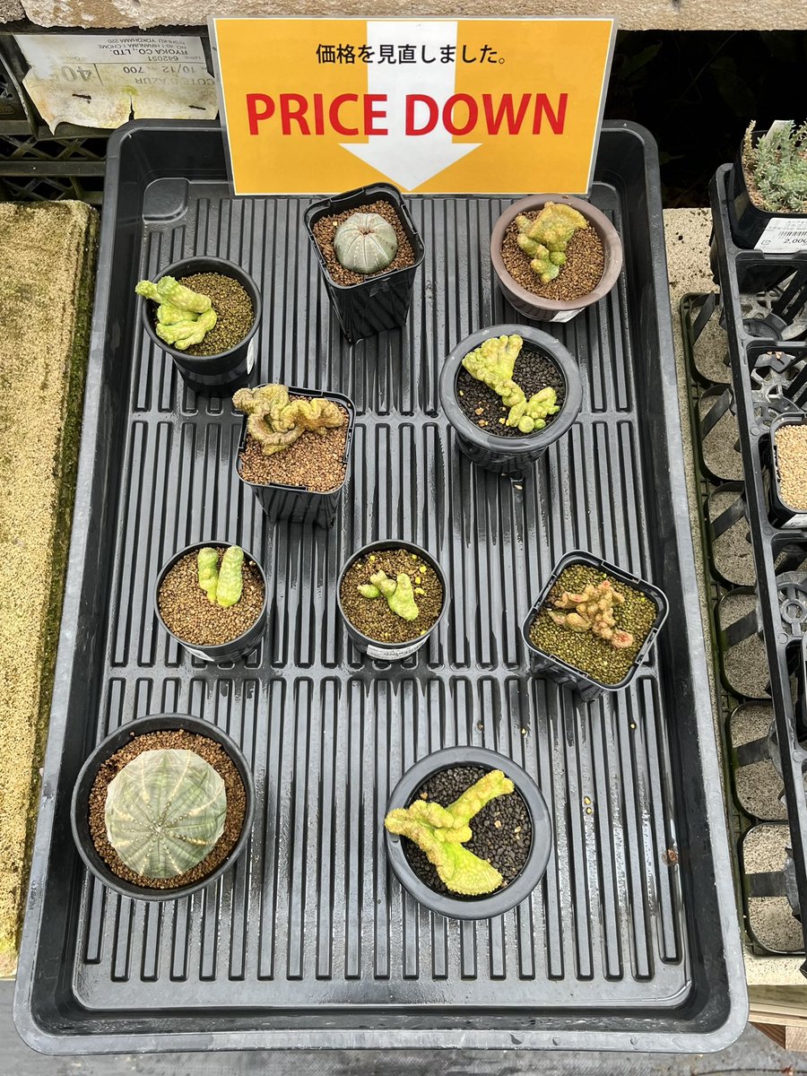 abcaudex's tweet photo. 【3/7 花園グリーンセンター 入荷情報】
おはようございます
本日は売り場のレイアウト変更に伴い、一部商品の値下げを行いました。最大50%オフとなっておりますので、お早めにどうぞ！！ https://t.co/iia4Rhde59