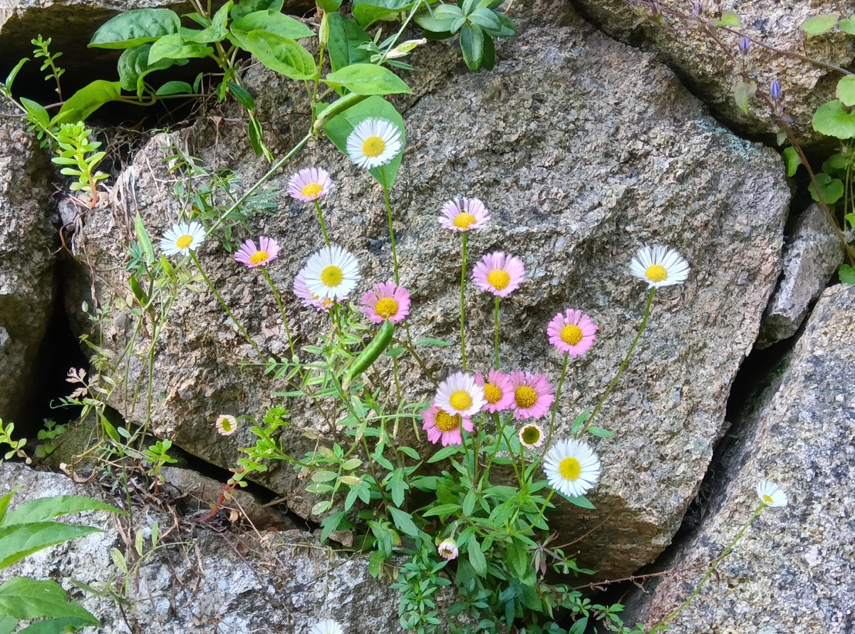 moonliteblue tweet media