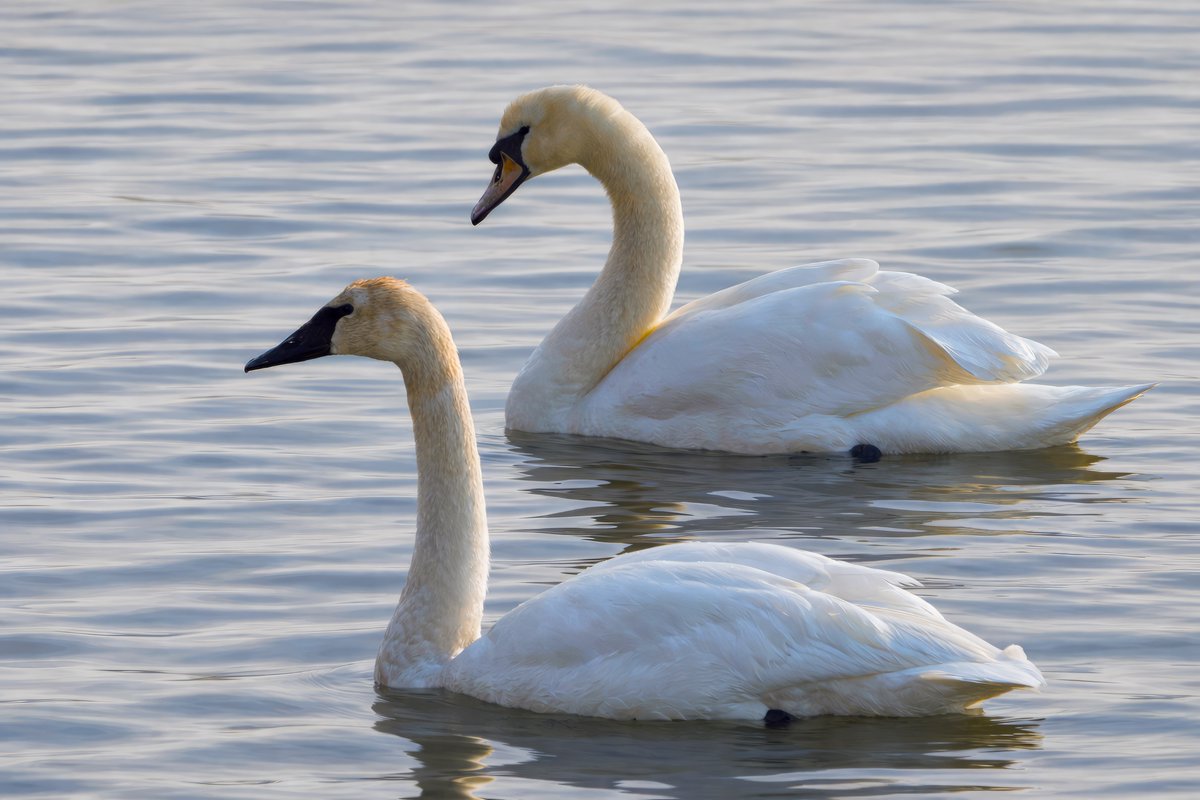 Ron Birds tweet media