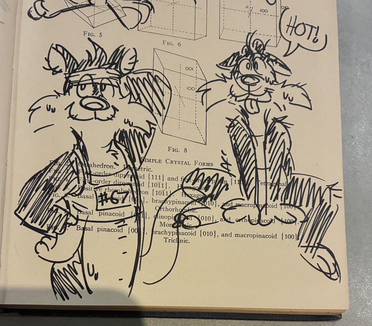 Spot 🫎🐢 tweet media