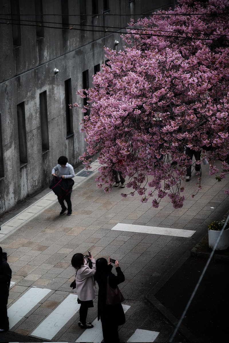 お花見
Z f + 35-150mm F2-2.8 Di III VXD

#Photoliker
#Zf