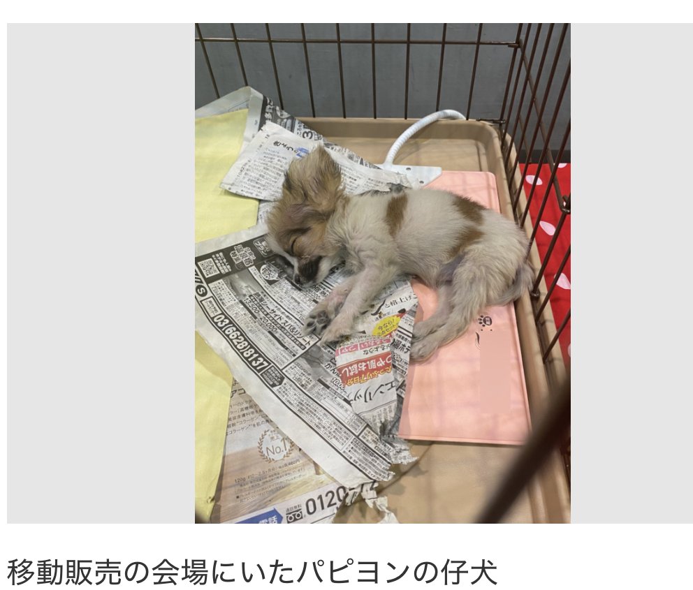 犬猫移動販売 撲滅‼️
生体移動販売 撲滅‼️
今日明日開催 わんにゃんカーニバル 💢
#山口県 山口市 山口きらら博記念公園 
※動物虐待の現実を知って貴方も声をあげてください😿🙏それしかありません😿
#旅サラダ #サタプラ