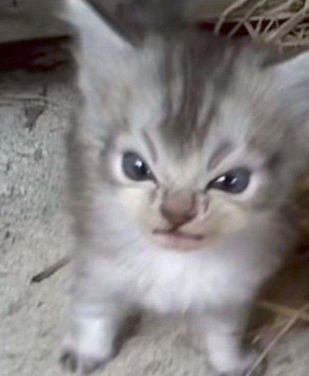 ENDOAREILYCHIM's tweet photo. boy why u so kitty😭😭😭😭😭😭😭😭😭😭 https://t.co/a0ifYfXLS0