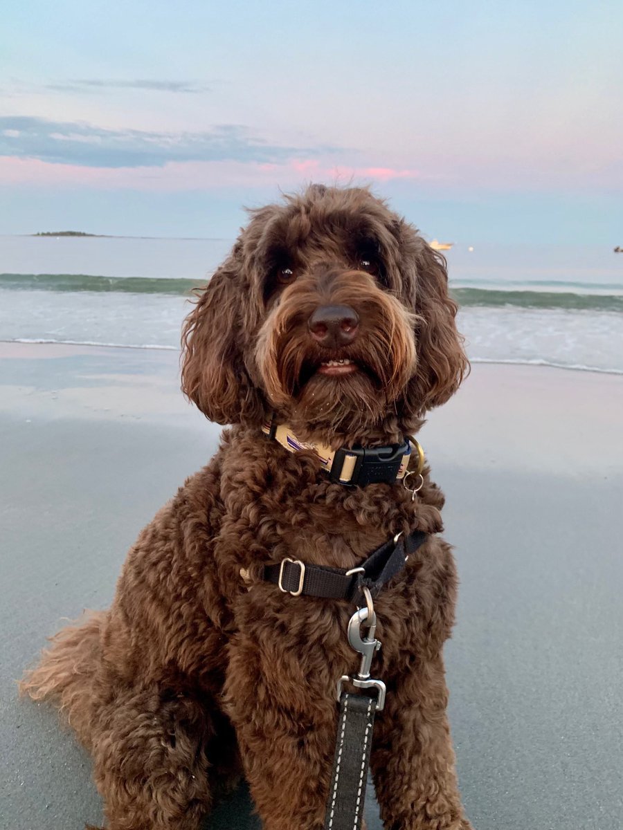 Brown Gen Surg Residency tweet media