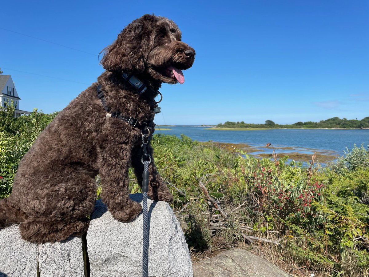 Brown Gen Surg Residency tweet media