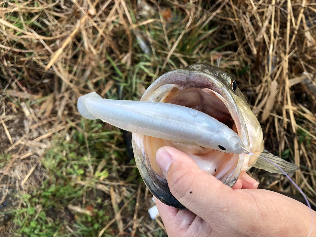 tombass106's tweet photo. イービルフィッシュ‼️✨🎣
#イービルシャッド
#ファイナルウェポン
#FINALWEAPON
#霞水系 https://t.co/d7f28xWBKD