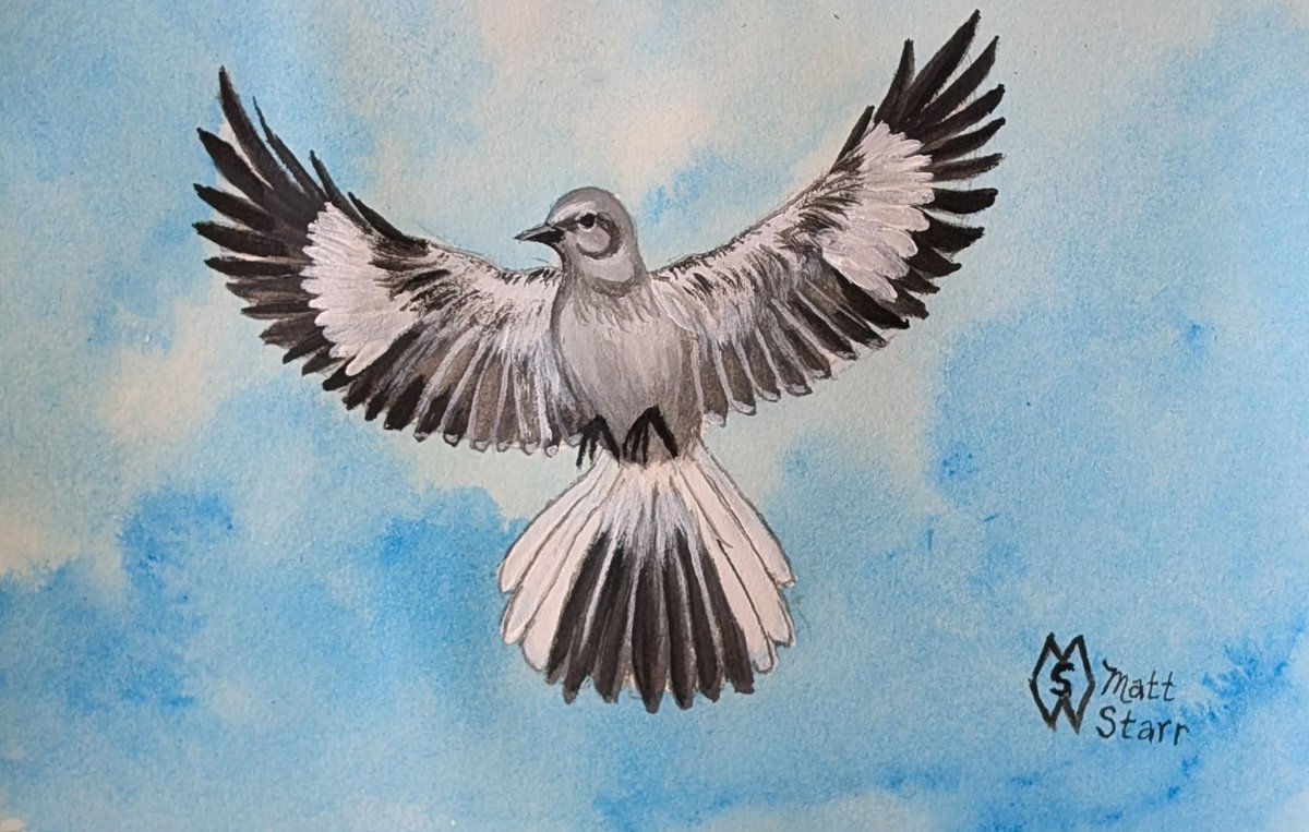MattStarrFineA1's tweet photo. This is my acrylic painting of a northern mockingbird while in flight giving a “wing flash” where it opens its wings showing off the big white patches. https://t.co/sfGmsTXRTi
#mattstarrfineart #mockingbird #mockingbirds #bird #birds #art #painting #tshirts #tshirt #artistic https://t.co/ULSXTrWcmN