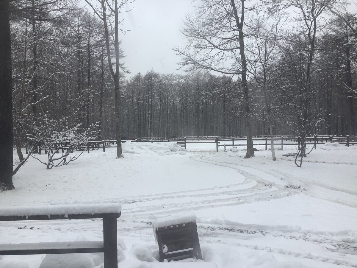 joubaleafs's tweet photo. 3/7(土) 今日の予報は雪のち曇り☃️☁️☁️ 昨夜から湿った雪が10センチ程積りました😅　重たい雪で今はミゾレになってます。午後から回復しそうです。最高気温はプラス5℃の予報です。直ぐに溶けてしまいそうです💦
#乗馬クラブリーフ  #カナキャン北海道 https://t.co/osxAAXyARG