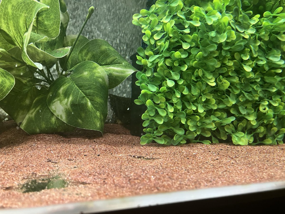 水換えとレイアウト変更したのを元に戻す作業が完了しました。
あとL字パイプを穴開けして水の循環効率上げました。

即ブラックタライロンは自作したやつの後ろに。やっぱお気に入りなんですね。尻尾をチラ見せさせるのも変わってません。捨てなくて良かったです