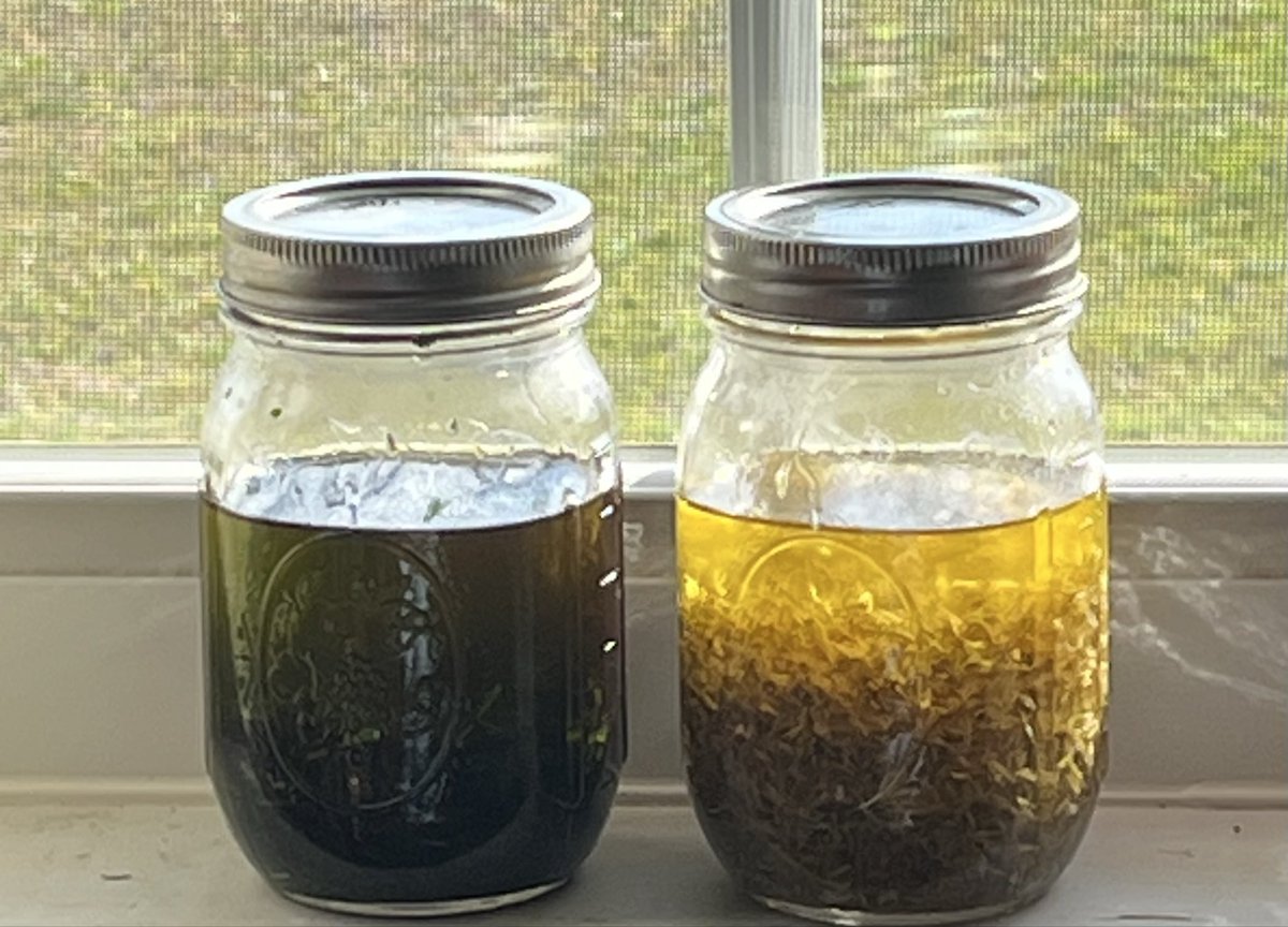 LilyRuthSoap's tweet image. My dandelion leaves and flowers are working their magic.  A little longer and they'll be ready for my next batch  

#naturalcolorant #infusedoil #soapmaking