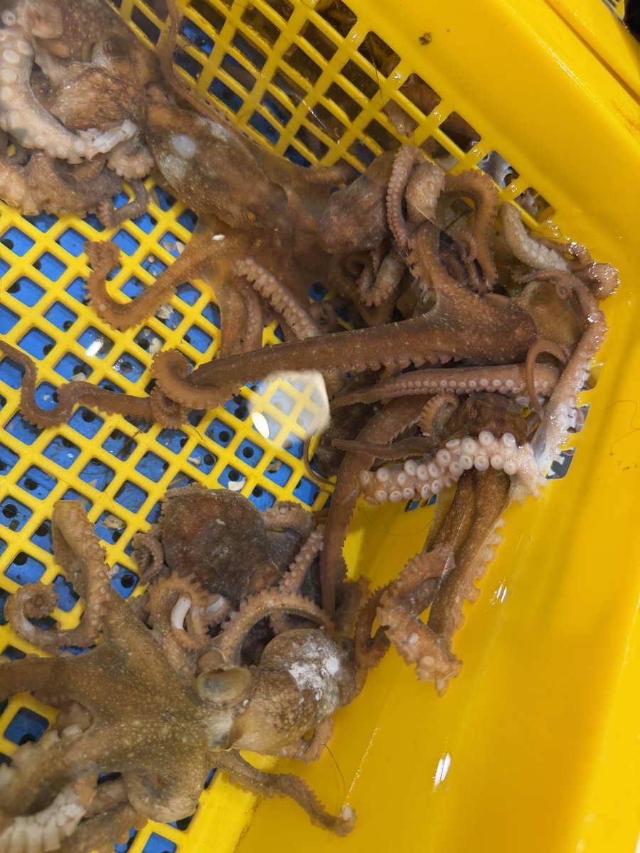 きまぐれクック@かねこ🔪🐡 tweet media