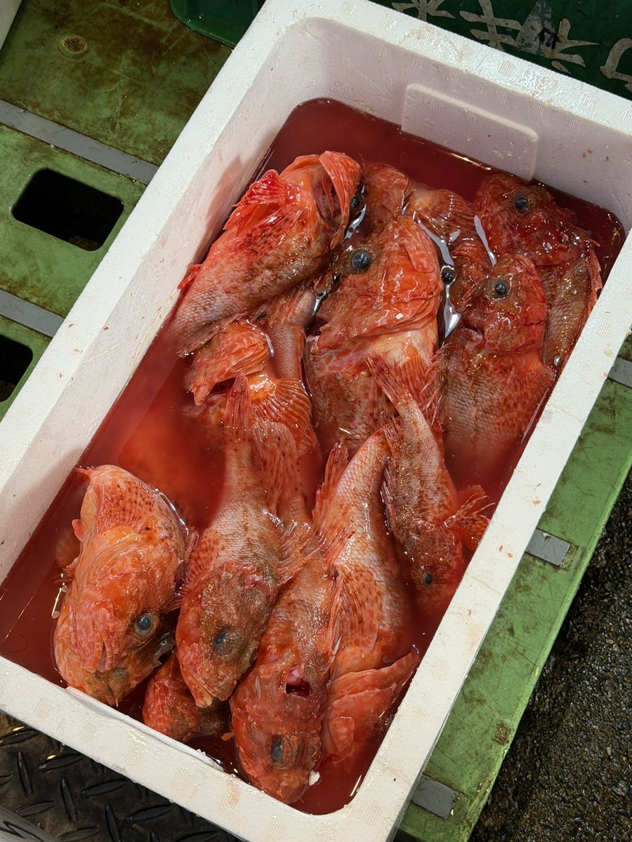 きまぐれクック@かねこ🔪🐡 tweet media