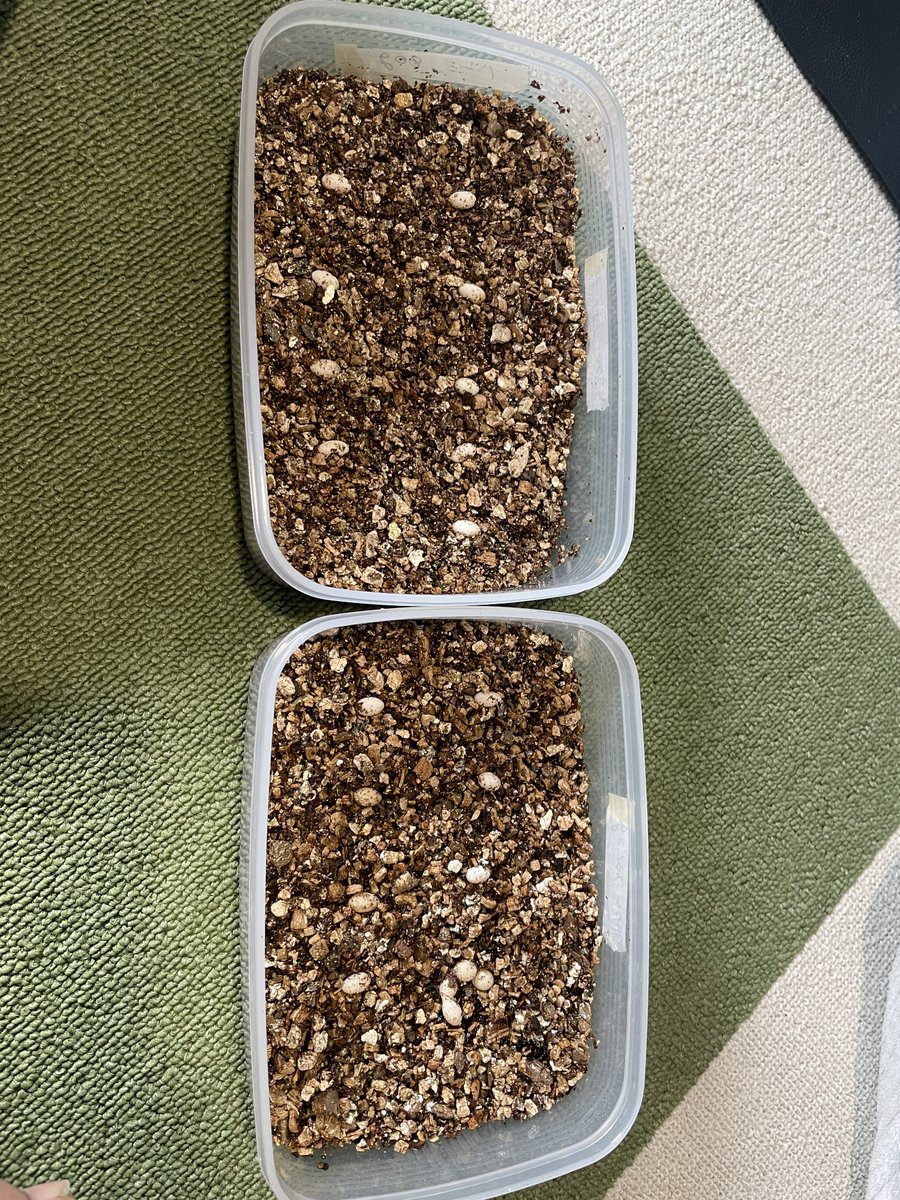 ocean@爬虫類🔰 tweet media