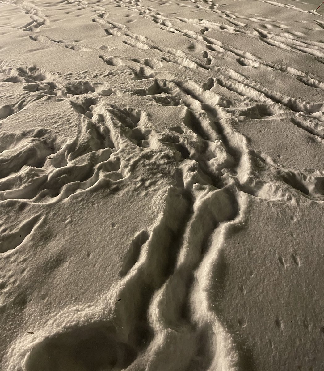 Hyperlaser tweet media