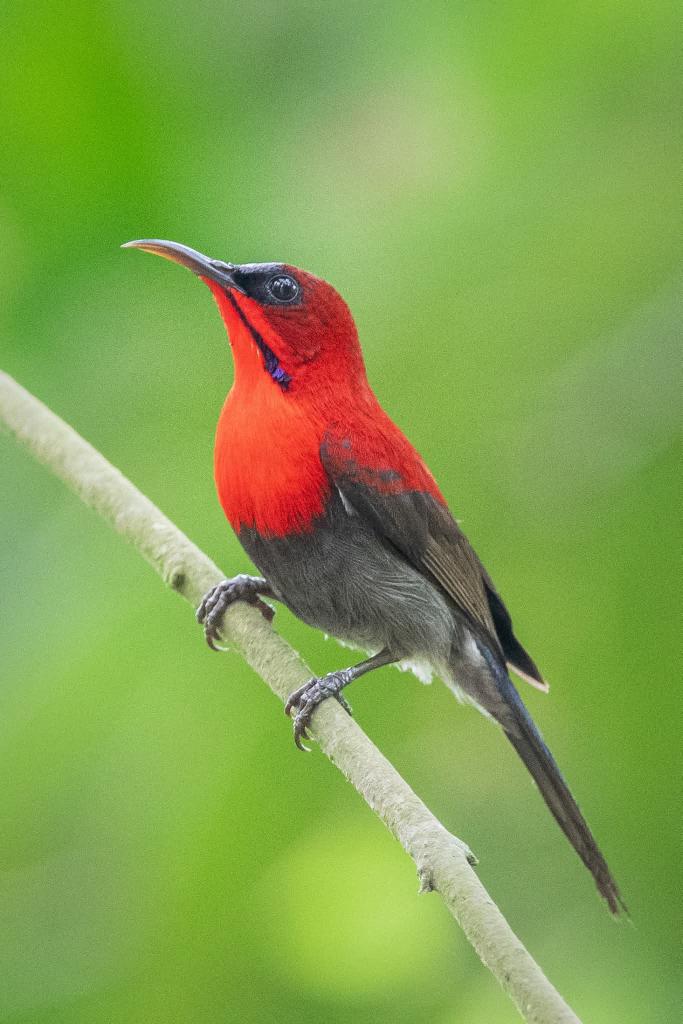 Crimson Sunbird
#bird #nature #wildlife #animal #photography #sunbird #red