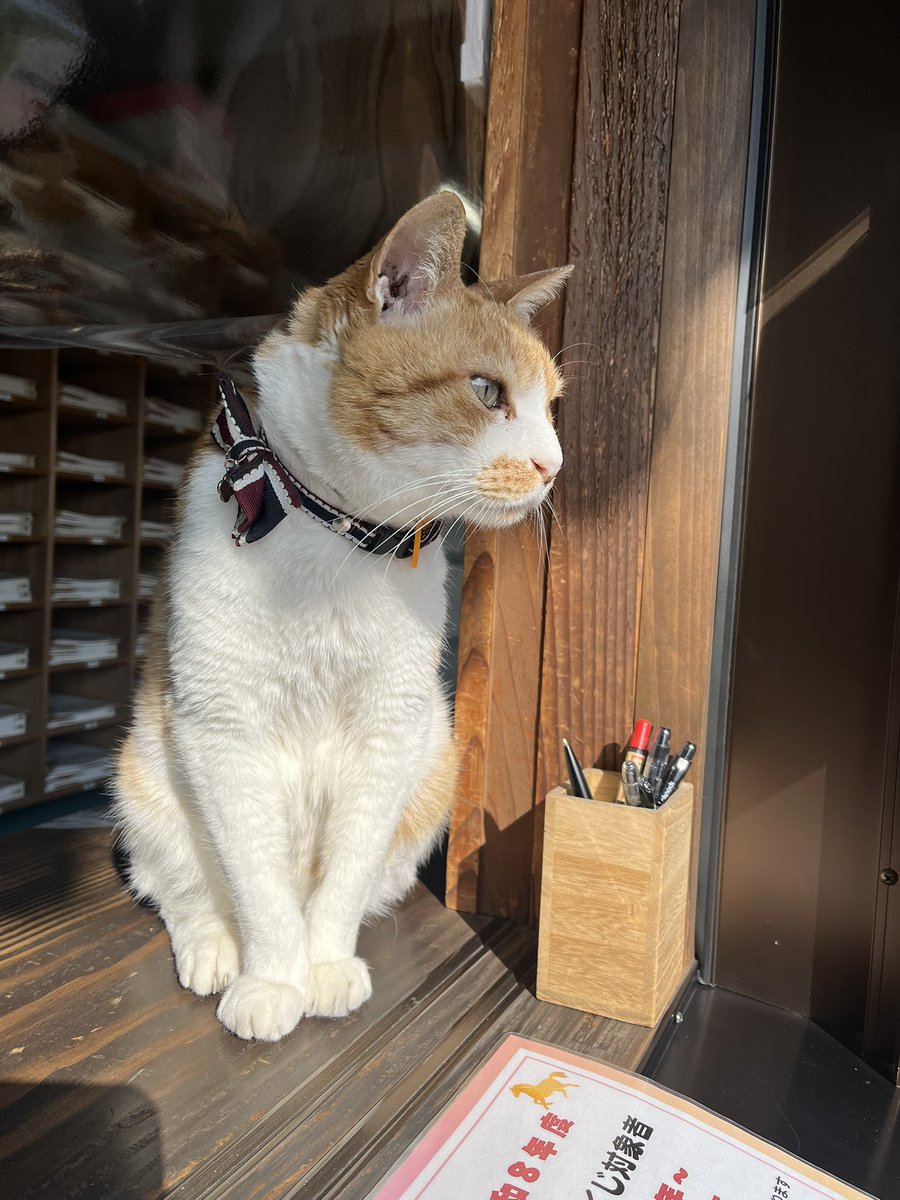 rendai_ji's tweet photo. おはようございます
本日のふーちゃんです https://t.co/0H9J5NgM83