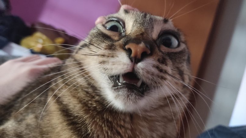 Cats with their heads held back tweet media