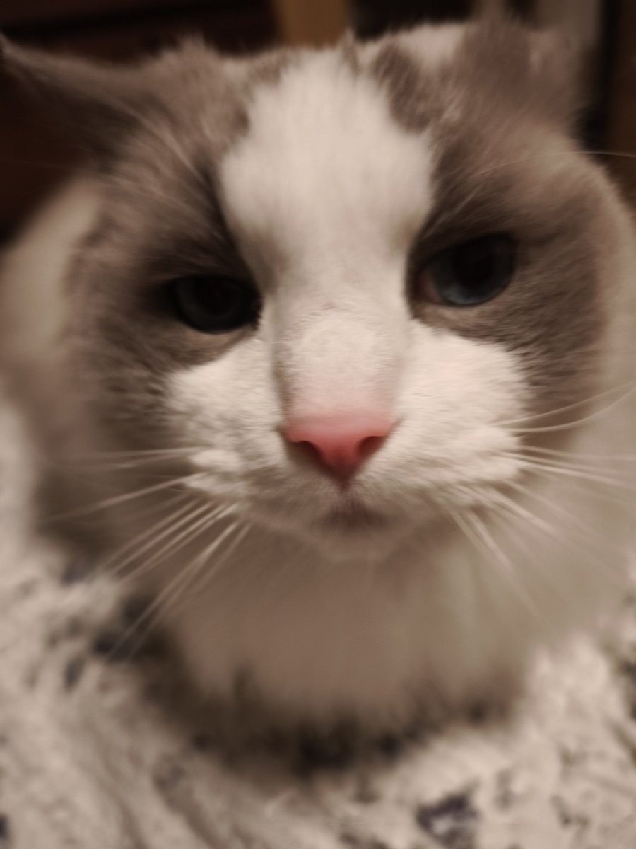 猫のいる暮らし