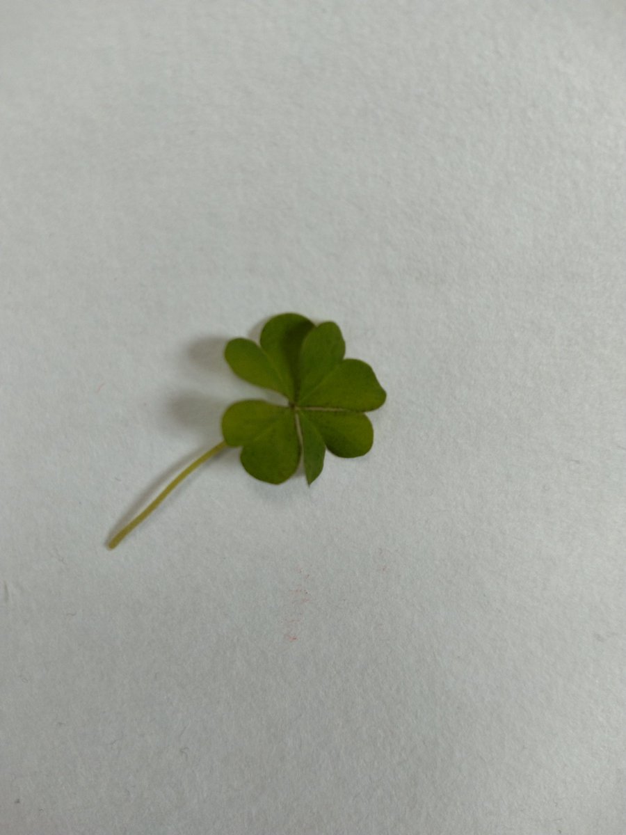 tukihai's tweet photo. アスパラの草引きしてたら見つけた四葉
幸せのおすそ分け
紫陽花やミントも芽吹き始めてて、お水取りも終わらずに春が始まったようです https://t.co/RYhs0gOtst