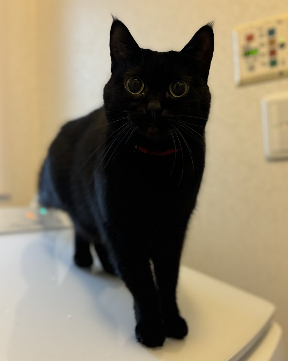 名前を呼ぶといつも「ニャーン」てお返事する子だけど
さっき呼んだら「あい」て言われた

可愛いすぎか