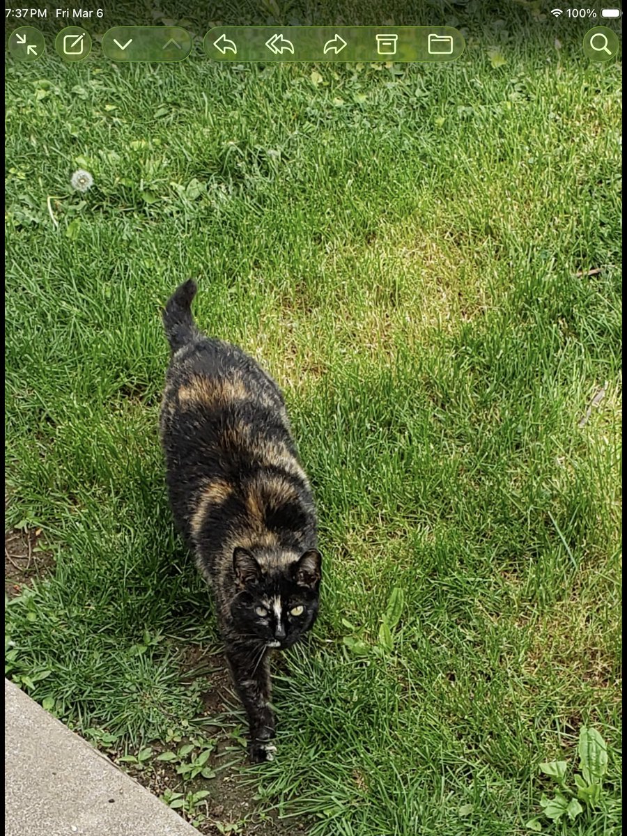 HaydeeMend78440's tweet photo. @linda52905060 @catsareblessing Thank you for saying that,  that is exactly right, they are family, and I feel like something precious in my life has gone forever…here is  little Tortie https://t.co/u9CLae6277