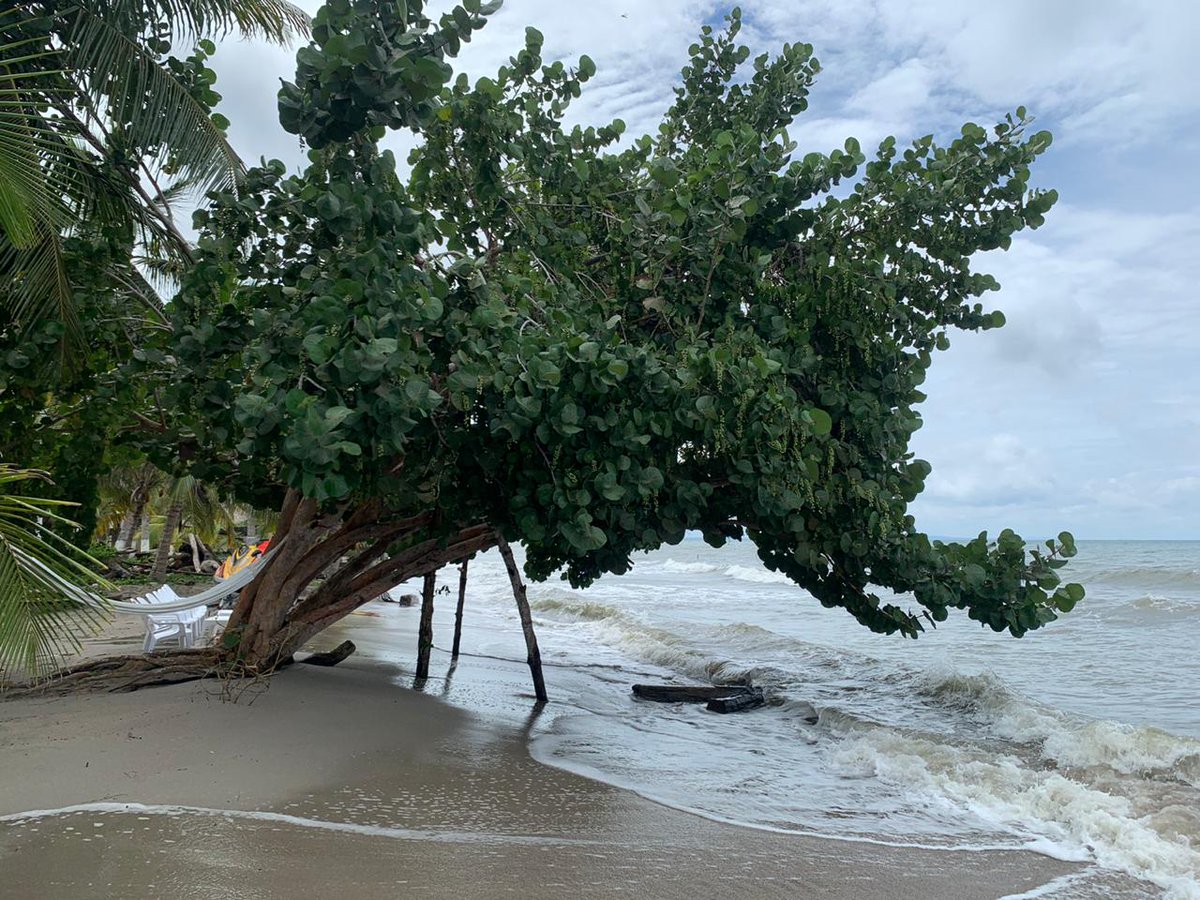 tú que te crees la muy muy,
 y yo aquí,
en el árbol que acaricia el mar 
#morrosquillo