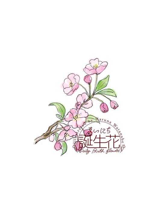 3月7日 カイドウ 花言葉 温和 #1日1絵 #まいにち誕生花