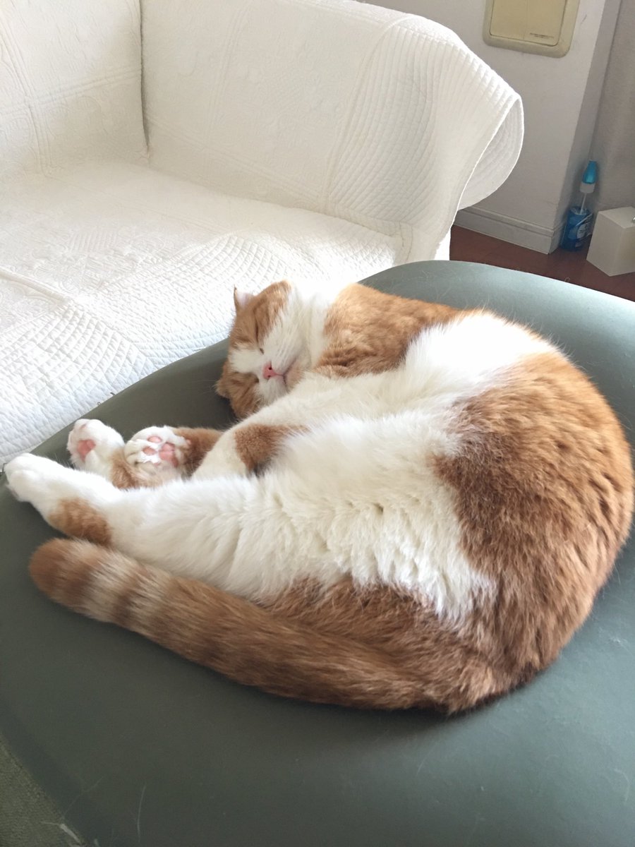 ぬこの麦との生活 tweet media