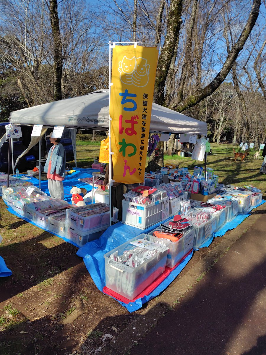 ちばわん(犬猫保護) tweet media