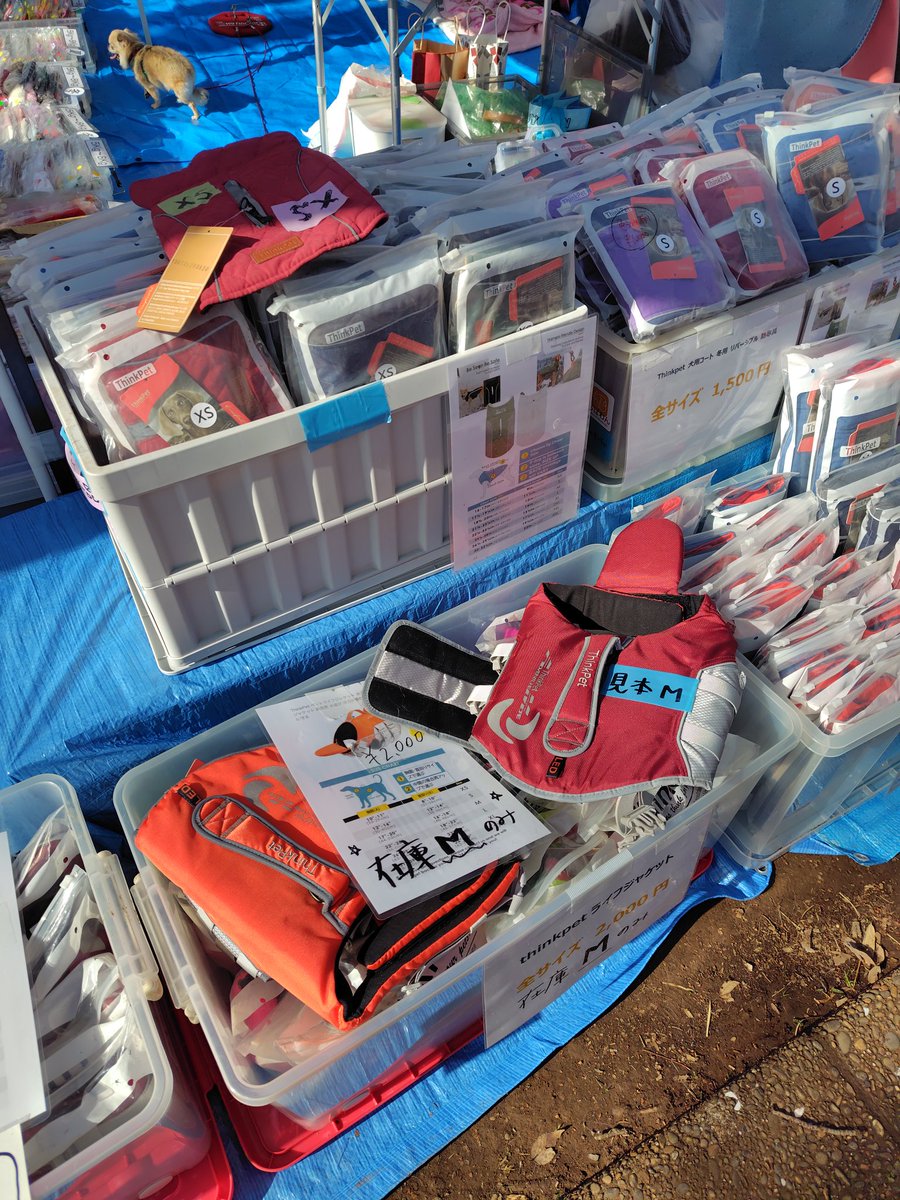 ちばわん(犬猫保護) tweet media